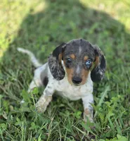 Dapple Piebald Female , a female Miniature Dachshund for sale in Avon, IL – 4 of 7