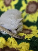 Cream Pomeranian Male , a male Pomeranian for sale in Avon, IL – Photo 4 of 4