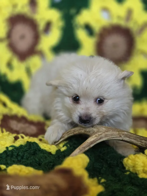 Cream Pomeranian Male  – Pomeranian puppy for sale in Avon, IL