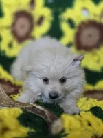 Cream Pomeranian Male , a male Pomeranian for sale in Avon, IL – Photo 3 of 4