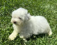 Male Schnoodle 2, a male Schnoodle for sale in Avon, IL – 4 of 4