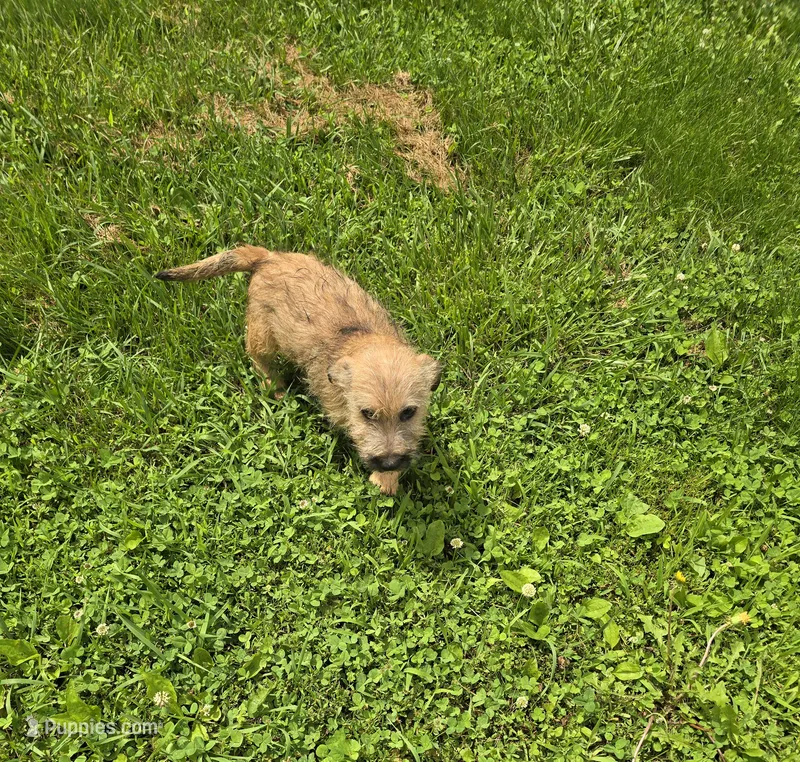 Cairn Terrier Male 1 – Cairn Terrier puppy for sale in Avon, IL