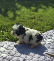 Teddy Bear Male 2, a male Bichon Frise and Shih Tzu for sale in Avon, IL – 3 of 4