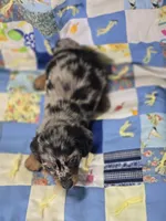 Male Dapple LH Miniature Dachshund , a male Miniature Dachshund for sale in Avon, IL – 2 of 5
