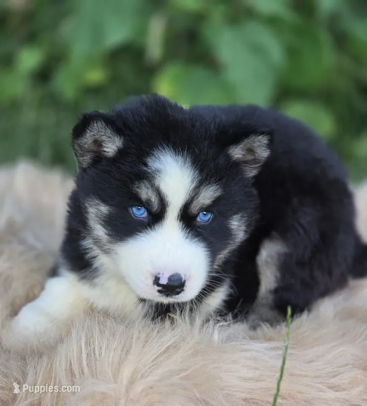 Siberian Husky Male 1 – Siberian Husky puppy for sale in Avon, IL