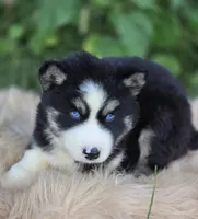 Siberian Husky Male 1, a male Siberian Husky for sale in Avon, IL – 1 of 4