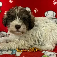 Sami, a female Miniature Schnauzer for sale in Avon, IL – Photo 2 of 2