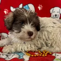 Sami, a female Miniature Schnauzer for sale in Avon, IL – Photo 1 of 2