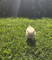 White Male Pomeranian , a female Pomeranian for sale in Avon, IL – 5 of 7