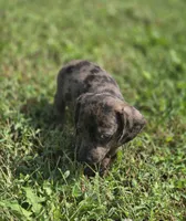 Dapple Male 2, a male Miniature Dachshund for sale in Avon, IL – 3 of 6
