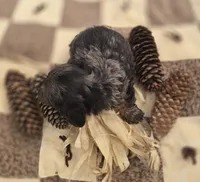 Longhaired Male Dapple Miniature Dachshund , a male Miniature Dachshund for sale in Avon, IL – 5 of 5