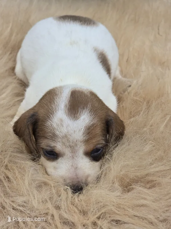 Piebald Female  – Miniature Dachshund puppy for sale in Avon, IL