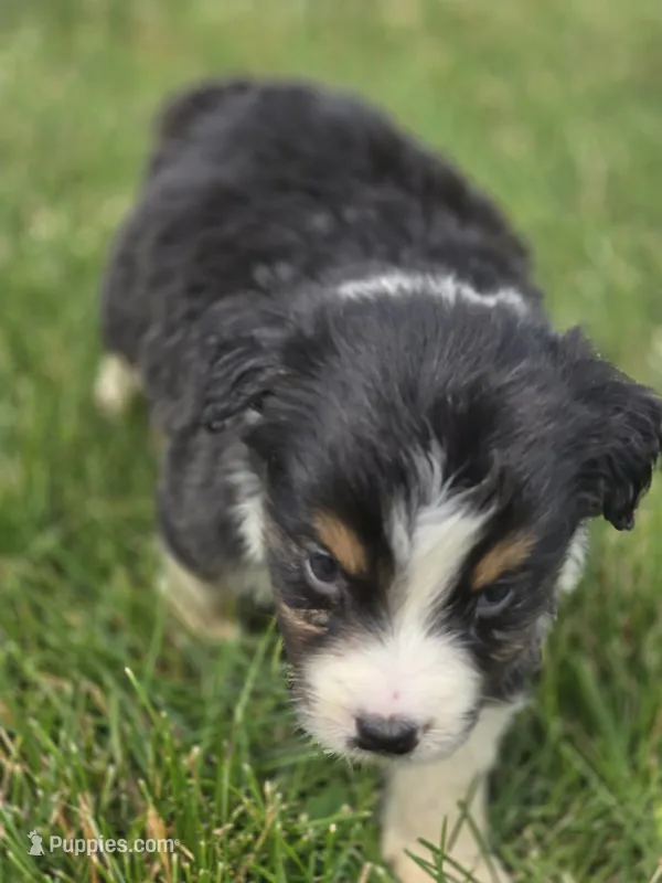 Mini Aussie  Male 2 – Miniature Australian Shepherd puppy for sale in Avon, IL