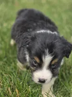 Mini Aussie  Male 2, a male Miniature Australian Shepherd for sale in Avon, IL – 1 of 5