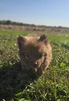 Female Pomeranian , a female Pomeranian for sale in Avon, IL – 2 of 4