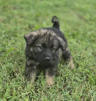 Norwegian Elkhound Female , a female Norwegian Elkhound for sale in Avon, IL – 3 of 4
