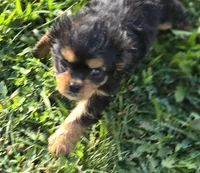 Male Cavalier King Charles Spaniel , a male Cavalier King Charles Spaniel for sale in Avon, IL – 2 of 3