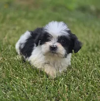 Teddy Bear Male 2, a male Bichon Frise and Shih Tzu for sale in Avon, IL – 4 of 5