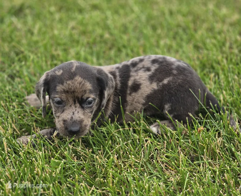 Dapple Male – Miniature Dachshund puppy for sale in Avon, IL