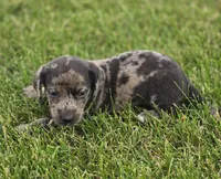Dapple Male, a male Miniature Dachshund for sale in Avon, IL – 1 of 4