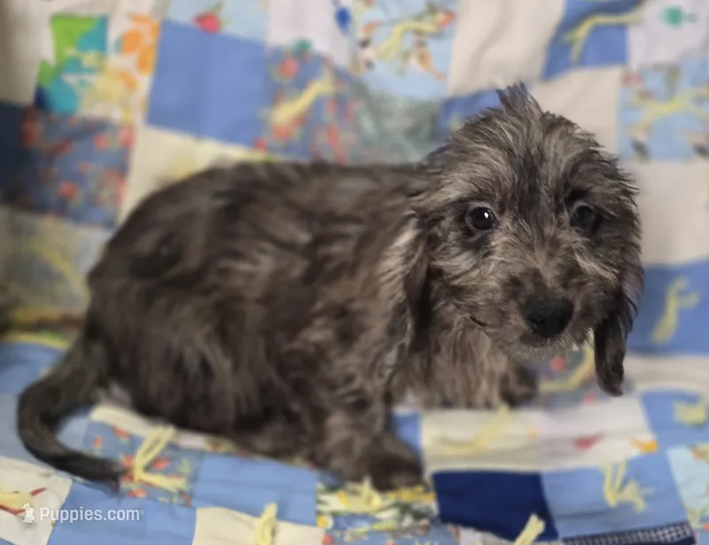 Longhaired Dapple Male  – Miniature Dachshund puppy for sale in Avon, IL