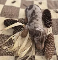 Male Dapple Miniature Dachshund , a male Miniature Dachshund for sale in Avon, IL – 5 of 6