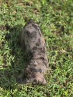 Dapple Male 2, a male Miniature Dachshund for sale in Avon, IL – 4 of 6