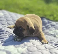 Female Puggle , a female Puggle for sale in Avon, IL – 3 of 4