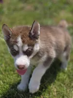 Red and White Female 2, a female Siberian Husky for sale in Avon, IL – 3 of 3