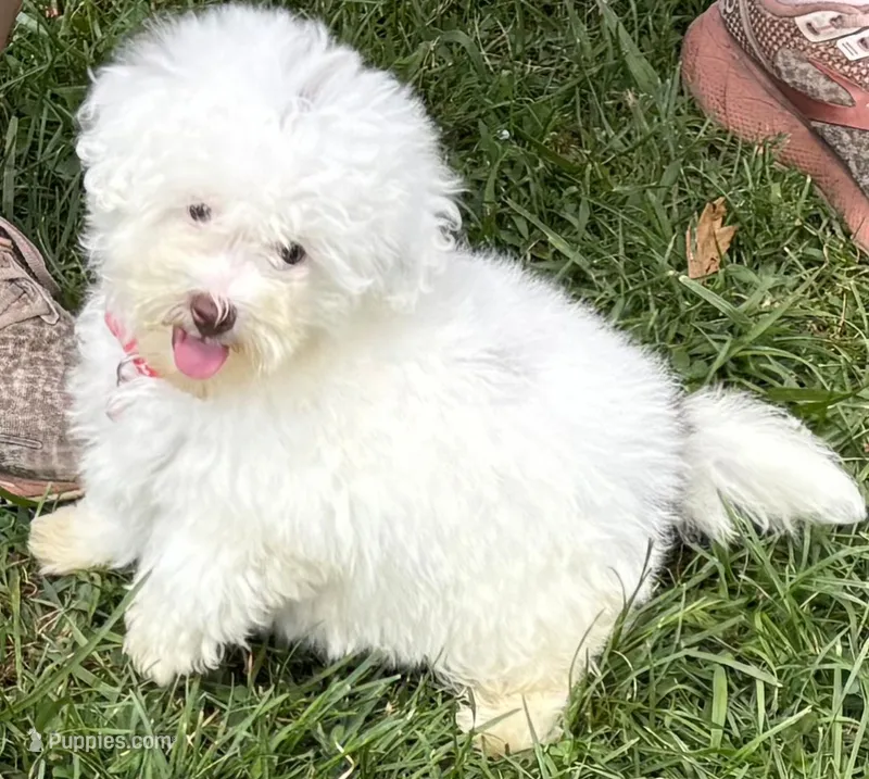 Female Schnoodle  – Schnoodle puppy for sale in Avon, IL
