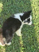 Male Siberian Husky 1, a male Siberian Husky for sale in Avon, IL – 4 of 4