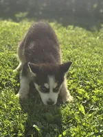 Siberian Husky Male , a male Siberian Husky for sale in Avon, IL – 2 of 4