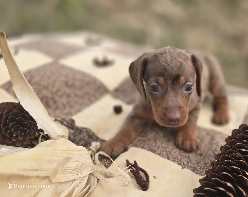 Male 2 Dapple Miniature Dachshund  – Miniature Dachshund puppy for sale in Avon, IL