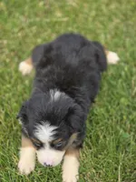 Mini Aussie  Female 3, a female Miniature Australian Shepherd for sale in Avon, IL – 4 of 5