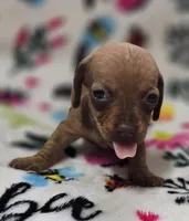 Dolly , a female Miniature Dachshund for sale in Avon, IL – Photo 4 of 6