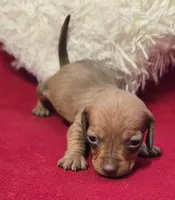 Dolly , a female Miniature Dachshund for sale in Avon, IL – Photo 6 of 6