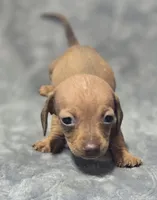 Dolly , a female Miniature Dachshund for sale in Avon, IL – Photo 1 of 6