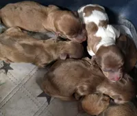 Dolly , a female Miniature Dachshund for sale in Avon, IL – Photo 2 of 6