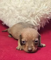 Dolly , a female Miniature Dachshund for sale in Avon, IL – Photo 5 of 6