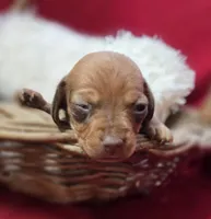 Dolly , a female Miniature Dachshund for sale in Avon, IL – Photo 3 of 6