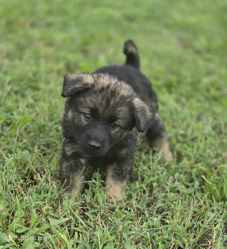 Norwegian Elkhound Female  – Norwegian Elkhound puppy for sale in Avon, IL