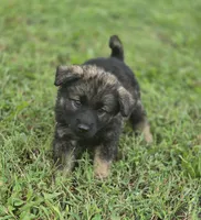 Norwegian Elkhound Female , a female Norwegian Elkhound for sale in Avon, IL – 1 of 4