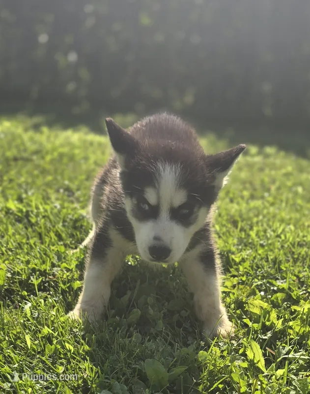 Siberian Husky Male , a male Siberian Husky for sale in Avon, IL – 1 of 4