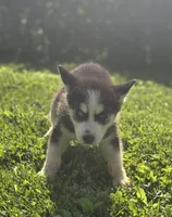 Siberian Husky Male , a male Siberian Husky for sale in Avon, IL – 1 of 4