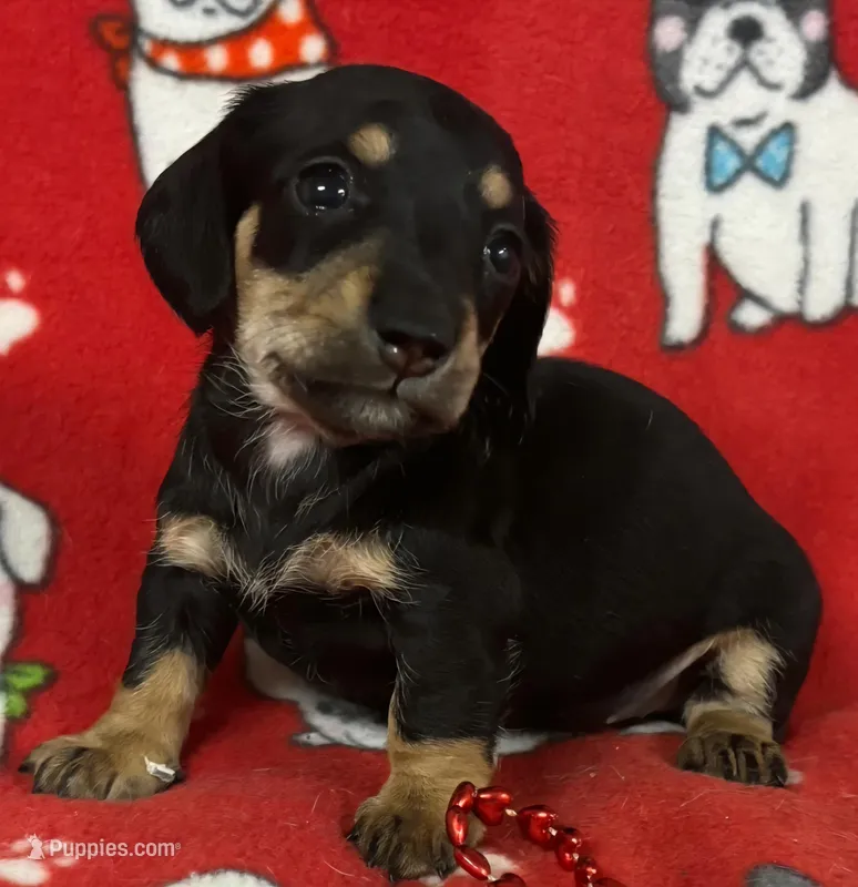 Black and Tan Female Miniature Dachshund  – Miniature Dachshund puppy for sale in Avon, IL