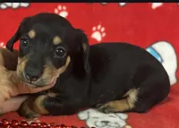 Black and Tan Female Miniature Dachshund , a female Miniature Dachshund for sale in Avon, IL – Photo 2 of 2