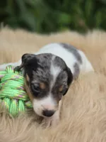 Dapple Piebald Male , a male Miniature Dachshund for sale in Avon, IL – 2 of 4
