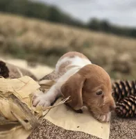 Piebald Male 2 Miniature Dachshund , a male Miniature Dachshund for sale in Avon, IL – 4 of 4