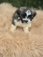 Teddy Bear Male 2, a male Bichon Frise and Shih Tzu for sale in Avon, IL – 4 of 4