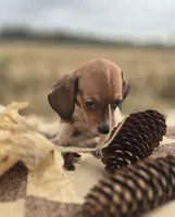 Male 3 Miniature Dachshund , a male Miniature Dachshund for sale in Avon, IL – 2 of 5